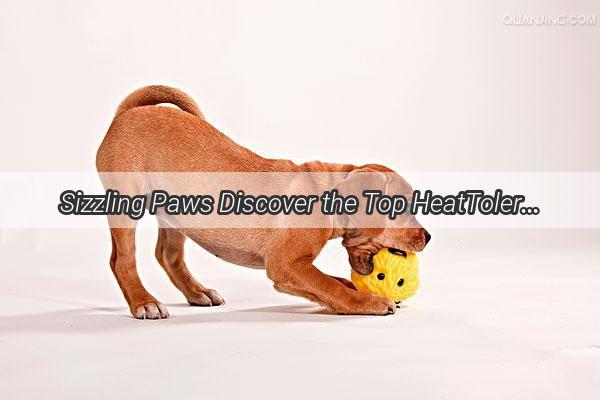 Sizzling Paws Discover the Top HeatTolerant Dog Breeds That Thrive in Hot Climates